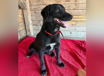 ❤️ liebenswerter LALI - 1,5 Jahre, 38/40cm-12kg  -Mischling