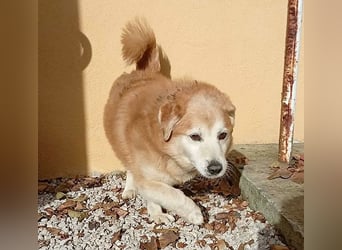 ZUCO - Engel auf 4 Pfoten - 13 Jahre, 40cm - Mischling