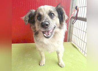 *(R)* ❤️❤️❤️ netter Wuschel-Mix FLUFFY - 2 Jahre, 40cm/11kg