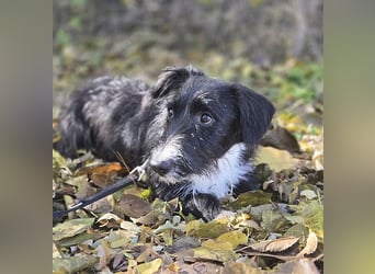 kleiner Struppi-Mix BOGYO - 9 Monate, 35cm