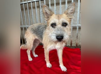 ❤️❤️❤️zarte Hundeseele SZOFI - 4,5 Jahre, 40cm/12kg - Struppi-Mix