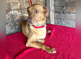 ❤️ pfiffiger kleiner DINGO - 1,5 Jahre, 40cm/10kg - Mischling