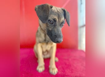 süßer Lausbub FILOU - 10 Monate, 40cm/10kg - Mischling