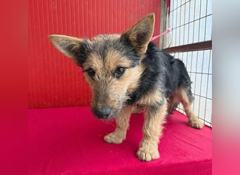 ❤️❤️❤️ kleine Knutschkugel FIFI - 2 Jahre, 35cm - Mischling