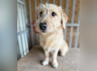 (R) süße Struppi-Hündin PALMA - 10 Monate, 36cm