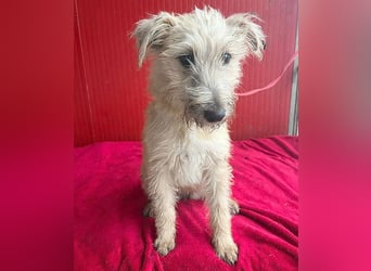 süße kleine MADDIE - 6 Monate, 35cm/6kg - Mischling