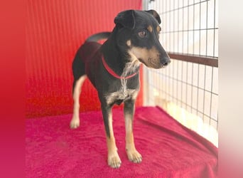 ❤️❤️❤️ lebenslustige MANKA - 1,5 Jahre, 40cm/10kg - Mischling