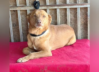 ❤️❤️❤️ pfiffiger kleiner DINGO - 2 Jahre, 40cm/10kg - Mischling