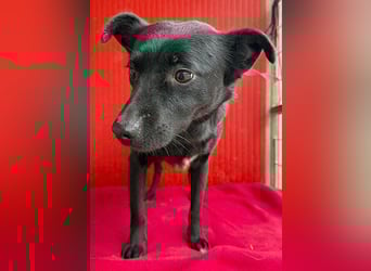 süße kleine RAVY - 7,5 Jahre, 39cm - Mischling