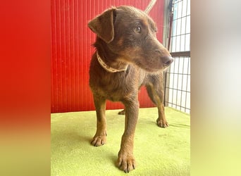 ❤️❤️❤️ kleines Herblatt JIMMY - 10 Monate, 38cm/10lg - Mischling