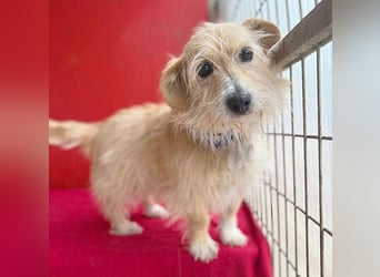 liebe kleine Struppi-Maus MOMO - 9 Jahre, 30cm/9kg