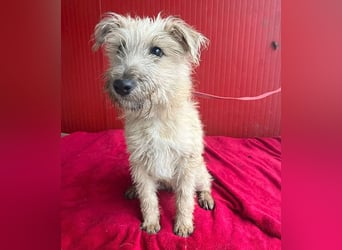 süße kleine MADDIE - 6 Monate, 35cm/6kg - Mischling