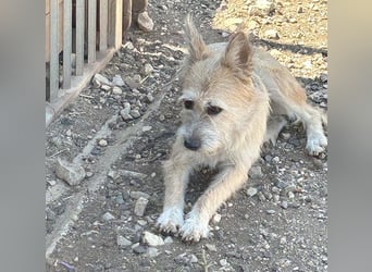 ❤️❤️❤️zarte Hundeseele SZOFI - 4,5 Jahre, 40cm/12kg - Struppi-Mix