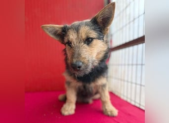 ❤️❤️❤️ kleine Knutschkugel FIFI - 2 Jahre, 35cm - Mischling