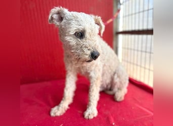 süßer Wuschel-Mix FLUFFY - 2 Jahre, 40cm/11kg