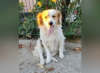 zarte Hundeseele LOTTA - 4 Jahre, 40cm/15kg - Mischling