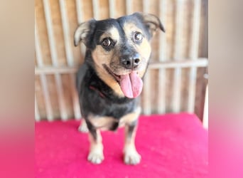 ❤️❤️❤️ kleine Hundeseele RAFFY - 8 Jahre, 36cm/12kg - Mischling