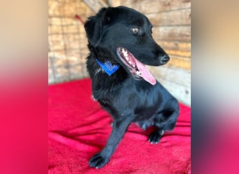 ❤️ liebenswerter LALI - 1,5 Jahre, 38/40cm-12kg  -Mischling