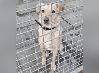 ❤️❤️❤️ liebenswerter FRENKI ging durch die Hölle - 3 Jahre, 42cm - Mischling