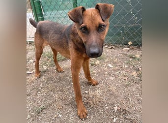 ❤️❤️❤️ kleiner Schatz BERTI - 1,5 Jahre, 38cm/10kg - Pinscher-Mix