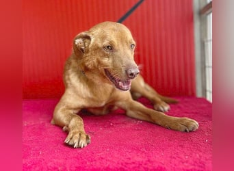 ❤️❤️❤️ pfiffiger kleiner DINGO - 1,5 Jahre, 40cm/10kg - Mischling