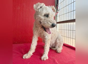 süßer Wuschel-Mix FLUFFY - 2 Jahre, 40cm/11kg