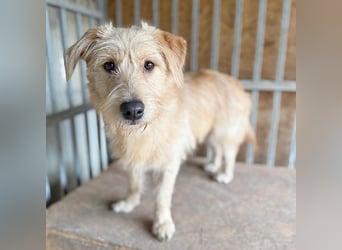 (R) süße Struppi-Hündin PALMA - 10 Monate, 36cm