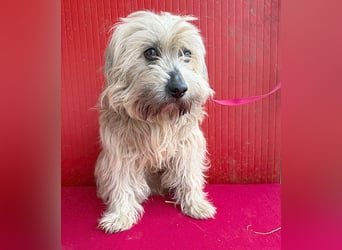 bildhübscher LION - 3 Jahre, 40cm - Wuschel-Mix