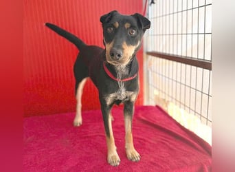 ❤️❤️❤️ lebenslustige MANKA - 1,5 Jahre, 40cm/10kg - Mischling