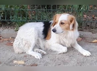 zarte Hundeseele LOTTA - 4 Jahre, 40cm/15kg - Mischling