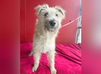 süße kleine MADDIE - 6 Monate, 35cm/6kg - Mischling