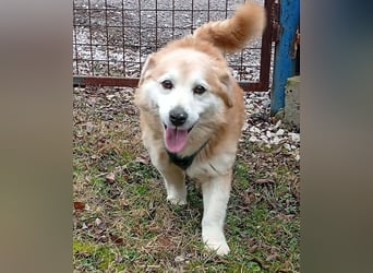 ZUCO - Engel auf 4 Pfoten - 13 Jahre, 40cm - Mischling