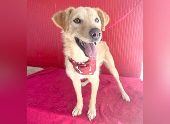 ❤️❤️❤️ liebenswerter FRENKI ging durch die Hölle - 2,5 Jahre, 42cm - Mischling