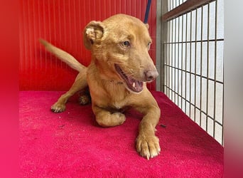 ❤️❤️❤️ pfiffiger kleiner DINGO - 1,5 Jahre, 40cm/10kg - Mischling