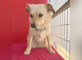 ❤️ zarte Hundeseele TILLY - 2 Jahre, 40cm/9kg - Mischling