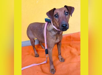 ❤️❤️❤️ ein warmes Nest für MIMI gesucht - 1,5 Jahre, 37cm/8kg - Pinscher-Mix
