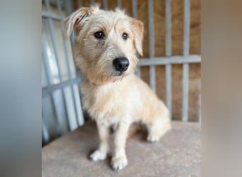 (R) süße Struppi-Hündin PALMA - 10 Monate, 36cm