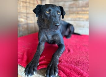 ❤️ liebenswerter LALI - 1,5 Jahre, 38/40cm-12kg  -Mischling