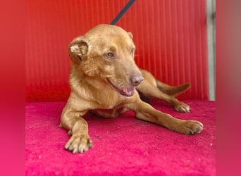 ❤️ pfiffiger kleiner DINGO - 1,5 Jahre, 40cm/10kg - Mischling