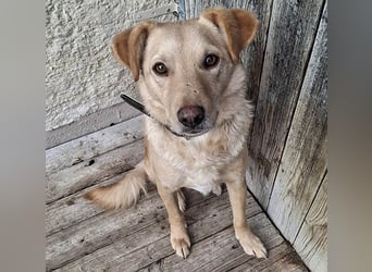 ❤️❤️❤️ liebenswerter FRENKI ging durch die Hölle - 3 Jahre, 42cm - Mischling