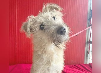 süße kleine MADDIE - 6 Monate, 35cm/6kg - Mischling