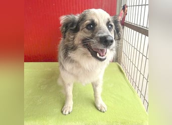 *(R)* ❤️❤️❤️ netter Wuschel-Mix FLUFFY - 2 Jahre, 40cm/11kg