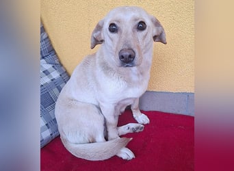 ❤️❤️❤️ (R)* liebenswerter kleiner Schatz HEDI - 2 Jahre/35cm