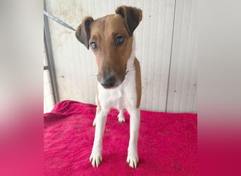 (R)* ❤️❤️❤️  liebe kleine Struppi-Maus MOMO - 9 Jahre, 30cm/9kg