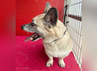 kleiner Herzensbrecher MUCKI - 8 Jahre, 32cm - Mischling