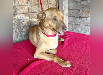 ❤️❤️❤️ pfiffiger kleiner DINGO - 1,5 Jahre, 40cm/10kg - Mischling