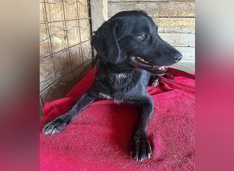 ❤️ liebenswerter LALI - 1,5 Jahre, 38/40cm-12kg  -Mischling