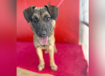 süßer Lausbub FILOU - 10 Monate, 40cm/10kg - Mischling