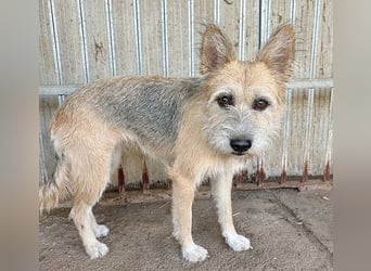 ❤️❤️❤️zarte Hundeseele SZOFI - 4,5 Jahre, 40cm/12kg - Struppi-Mix