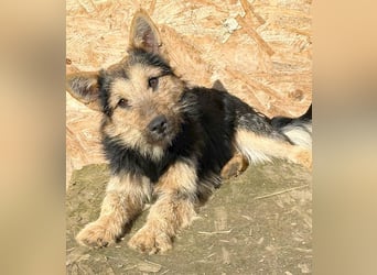 ❤️❤️❤️ liebe kleine Knutschkugel FIFI - 2 Jahre, 35cm-10kg - Mischling